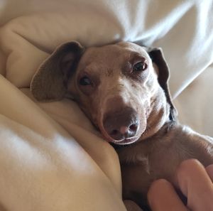 Meet your Posher, Brenda